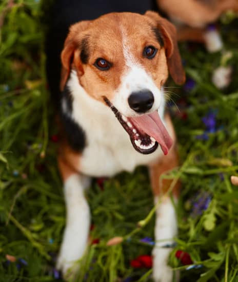 happy dog 1 free img 1 1.jpg